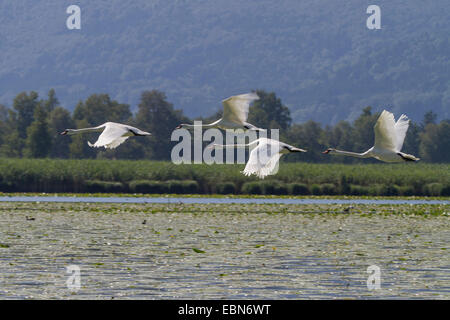 Höckerschwan (Cygnus Olor), vier fliegen über Seerosen, Deutschland, Bayern, See Chiemsee Stockfoto