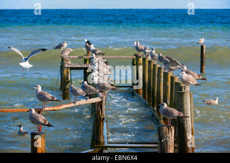 Silbermöwe (Larus Argentatus), eine Reihe von Möwen auf einem alten Anlegestelle für Boote, Deutschland, Mecklenburg-Vorpommern, Rügen Stockfoto