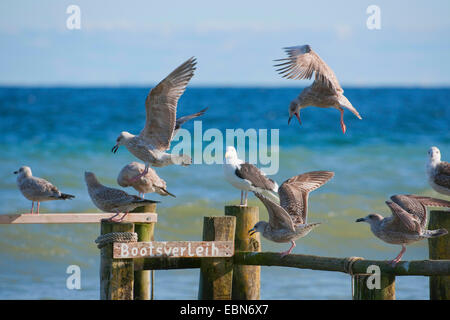 Silbermöwe (Larus Argentatus), eine Reihe von Möwen auf einem alten Anlegestelle für Boote, Deutschland, Mecklenburg-Vorpommern, Rügen Stockfoto