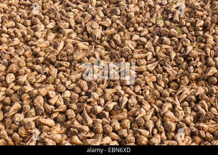 Zuckerrübe (Beta Vulgaris var. Altissima) geernteten Rüben, Deutschland Stockfoto