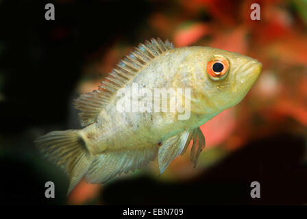 Zebra Buntbarsch, überführen Cichlid (Archocentrus Nigrofasciatus, Amatitlania Nigrofasciata, Archocentrus Nigrofasciatus, Cichlasoma Nigrofasciatum, Cryptoheros Nigrofasciatum), züchten weiß Stockfoto