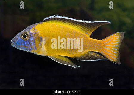 Malawi Buntbarsche Mbunas Stevenii, Schwimmen Stockfoto