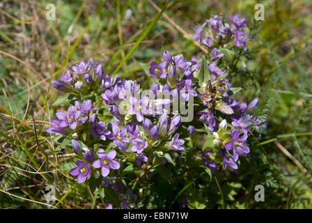 Deutscher Enzian, Chiltern Enzian (Gentiana Germanica, Gentianella Germanica), blühen, Schweiz, Grimseltal Stockfoto