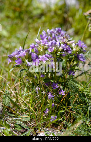 Deutscher Enzian, Chiltern Enzian (Gentiana Germanica, Gentianella Germanica), blühen, Schweiz Stockfoto