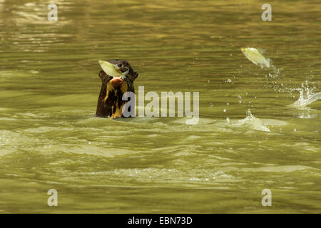 Riesenotter (Pteronura Brasiliensis), Fische fliegen in seine Yap Matto Grosso, Pantanal, Brasilien, Rio Cuiabá Stockfoto