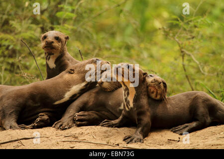 Riesenotter (Pteronura Brasiliensis), Tierfamilie entspannend durch die Höhle Matto Grosso, Pantanal, Brasilien, Rio Cuiabá Stockfoto