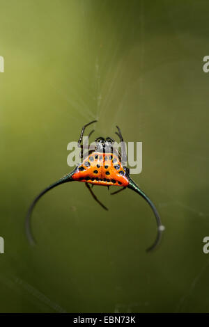 Gebogene stacheligen Spinne (Gasteracantha Arcuata), sitzt in das Spinnennetz, Malaysia, Sabah, Danum Valley Stockfoto