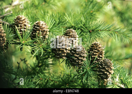 Japanische Lärche (Larix Kaempferi), Zweig mit Zapfen Stockfoto