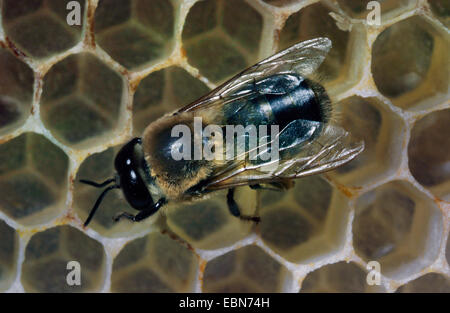 Honigbiene, Bienenkorb Biene (Apis Mellifera Mellifera), Drohne auf Drohne Kämme, Deutschland Stockfoto