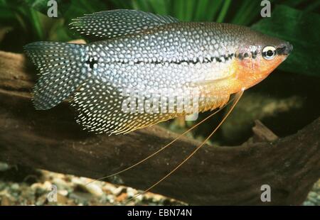 Perle Gurami (Trichogaster Leeri), Nahaufnahme Stockfoto