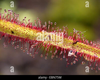 Kap-Sonnentau (Drosera Capensis), Blatt mit Gefangenen fliegen Stockfoto