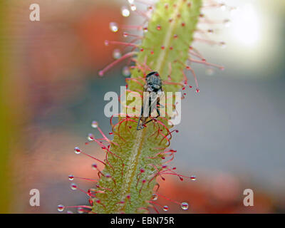 Lance-leaved Sonnentau (Drosera Adelae), Blatt mit Gefangenen fliegen Stockfoto