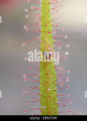 Lance-leaved Sonnentau (Drosera Adelae), Blatt mit Gefangenen fliegen Stockfoto