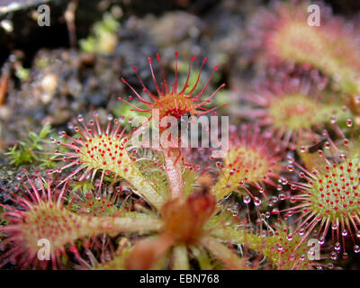 Löffel-leaved Sonnentau (Drosera Spathulata), Blatt mit Gefangenen fliegen Stockfoto