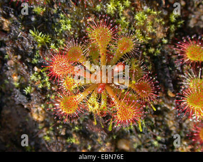 Löffel-leaved Sonnentau (Drosera Spathulata), Rosette mit Blättern Stockfoto