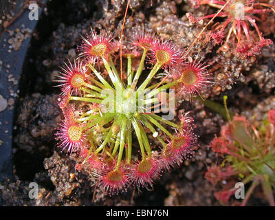 Pygmäen Sonnentau (Drosera Pygmaea), Rosette mit Blättern Stockfoto