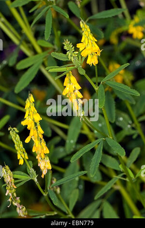 Gemeinsamen Melilot, gerippte Melilot, gelbe Melilot, gelbe Sweetclover, Steinklee (Melilotus Officinalis), blühen, Deutschland Stockfoto