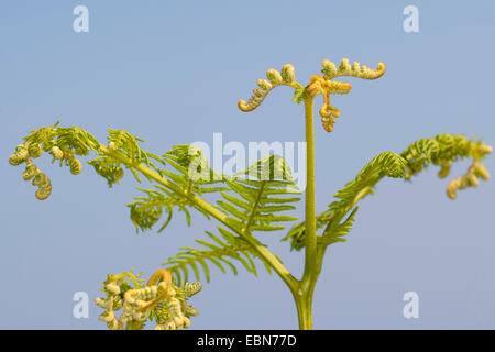 Adlerfarn Farn (Pteridium Aquilinum), Entwicklung von Blatt, Deutschland Stockfoto