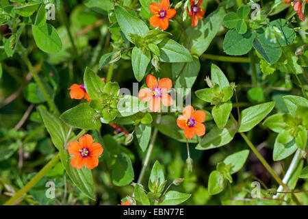 gemeinsamen Pimpernel, scarlet Pimpernel, Arme-Leute Weatherglass (Anagallis Arvensis), blühen, Deutschland Stockfoto