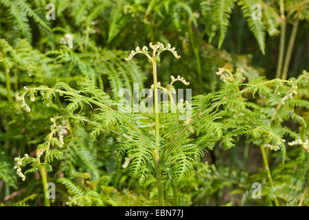 Adlerfarn Farn (Pteridium Aquilinum), Entwicklung von Blatt, Deutschland Stockfoto