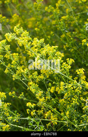 Lady's Labkraut, gelbes Labkraut (Galium Verum), blühen, Deutschland Stockfoto