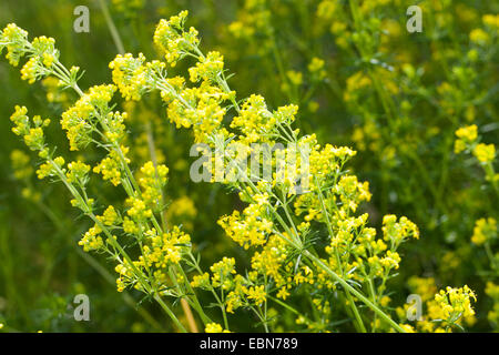 Lady's Labkraut, gelbes Labkraut (Galium Verum), blühen, Deutschland Stockfoto