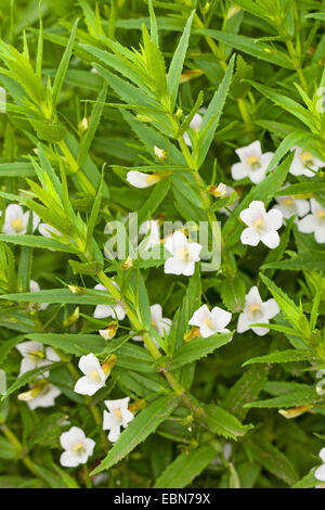 Hedge-Ysop, gemeinsame Hedgehyssop (Gratiola Officinalis) blüht Stockfoto