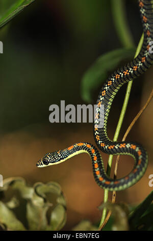 Paradiesbaum Schlange, Paradies, Schlange (Chrysopelea Paradisi) fliegen, dünnen Zweig, Malaysia, Sabah, Danum Valley nach unten hängen Stockfoto