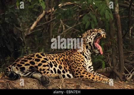 Jaguar (Panthera Onca), Lügen und Gähnen, Matto Grosso, Pantanal, Brasilien, Rio Cuiabá Stockfoto
