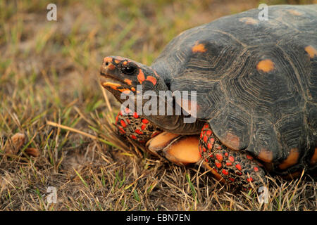 Red-footed Schildkröte, südamerikanische Red-footed Schildkröte, Kohle-Schildkröte (Geochelone Carbonaria, Testudo Carbonaria und Chelonoidis Carbonaria), Portrait im Abendlicht, Pantanal, Brasilien, Matto Grosso Stockfoto