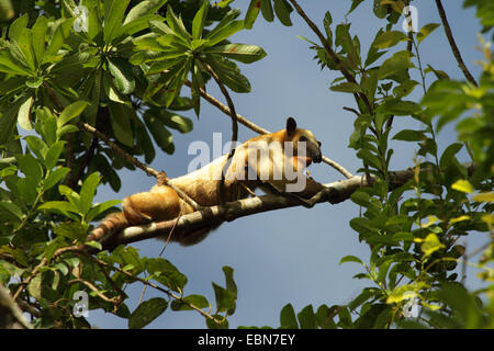 südlichen Tamandua (Tamandua Tetradactyla), sitzen in Filialen, Peru, Loreto, Pacaya Samiria Nationalpark Stockfoto
