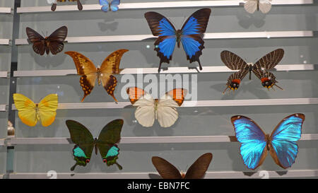 Vitrine mit Sammlung von tropischen Schmetterlingen Stockfoto