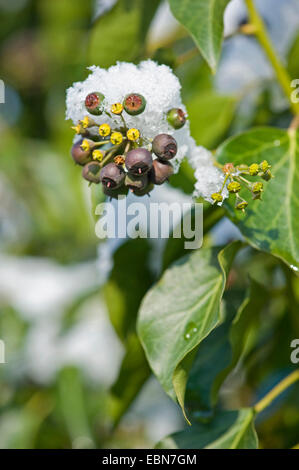 Englisch Efeu, gemeinsame Efeu (Hedera Helix), Fruchtstand mit Schnee, Deutschland Stockfoto