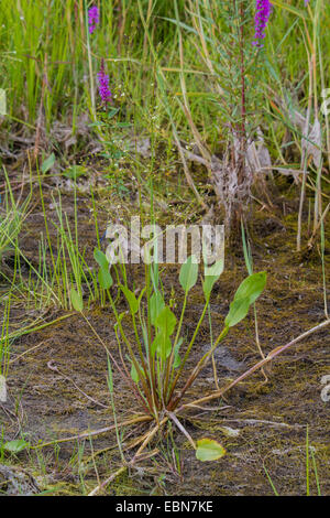 Wasser-Wegerich (Alisma Plantago-Aquatica), blühend, Deutschland, Bayern, Isental Stockfoto