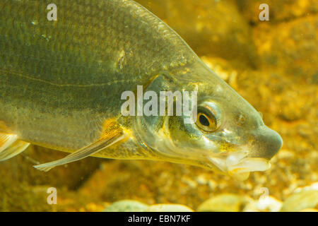 East European Brassen, Zaehrte, baltischen Zährte Zährte Brassen, Zährte, Zanthe, Zarte (Zährte Zährte, Abramis Zährte), Portrait Stockfoto