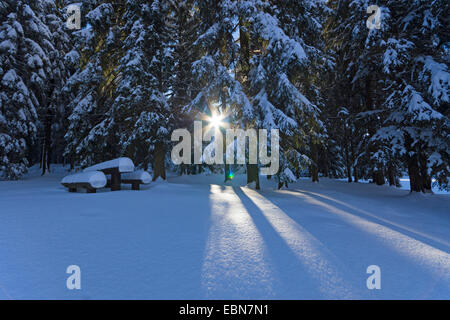 Sonne durch den verschneiten Winterwald, Deutschland, Sachsen, Jocketa Stockfoto