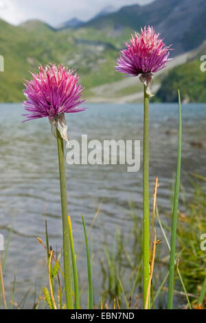 Schnittlauch, Sand-Lauch (Allium Schoenoprasum), wild auf eine zurückgeklettert, Deutschland Stockfoto