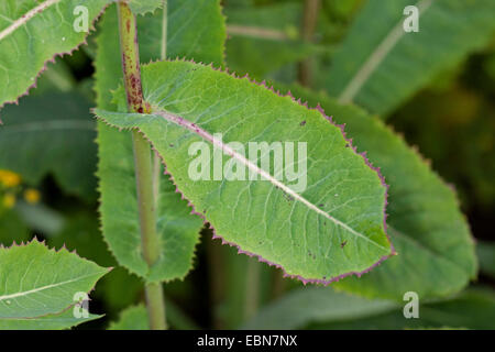 Großer Salat, Gift-Lattich (Lactuca Virosa), Blätter, Deutschland Stockfoto