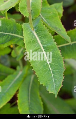 Großer Salat, Gift-Lattich (Lactuca Virosa), Blätter, Deutschland Stockfoto