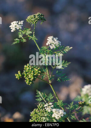 Hundspetersilie, Dummkopfs Cicely, Poison Petersilie (Aethusa Cynapium, Aethusa Cynapium Subspecies Cynapium), mit Blumen und Früchten, Deutschland Stockfoto