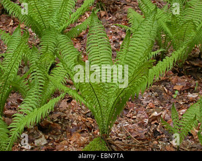 Europäische Strauß Farn (Matteuccia Struthiopteris), Deutschland Stockfoto