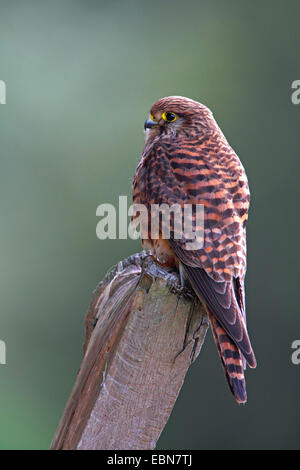 Turmfalken (Falco Tinnunculus), Frau sitzt an einem Pol, Kanarische Inseln, La Palma Stockfoto