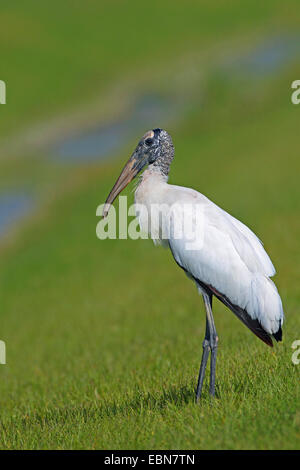 Amerikanische Holz Ibis (Mycteria Americana), stehend auf einer Wiese, USA, Florida Stockfoto