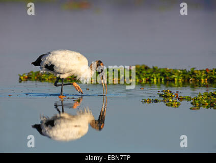 Amerikanische Holz Ibis (Mycteria Americana), auf der Suche nach Nahrung im flachen Wasser, Spiegel Bild, USA, Florida Stockfoto