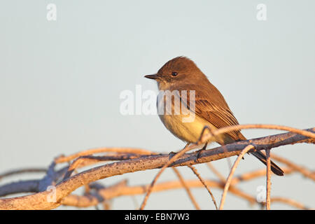 Östlichen Phoebe (Sayornis Phoebe), sitzen auf einen Zweig, USA, Florida, Everglades Nationalpark Stockfoto