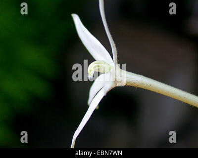 Laurentia, Star of Bethlehem (Laurentia Longiflora, Isotoma Longiflora, Hippobroma Longiflora), Blume Stockfoto