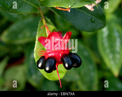 Ochna, Mickey Mouse Plant, Vogelperspektive Bush (Ochna Kirkii), Obst Stockfoto