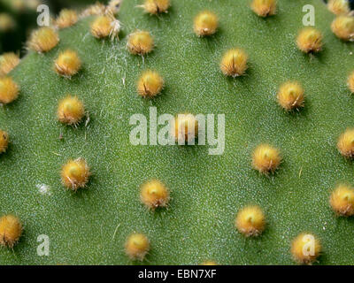 Hasenohren, Polka Dot Kaktus (Opuntia Microdasys), Makroaufnahme areols Stockfoto