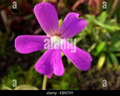Fettkraut (Pinguicula Ehlersiae), Blume Stockfoto