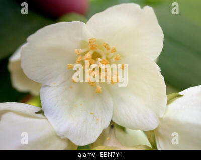 Peking Mock Orange (Philadelphus Pekinensis), Blume Stockfoto